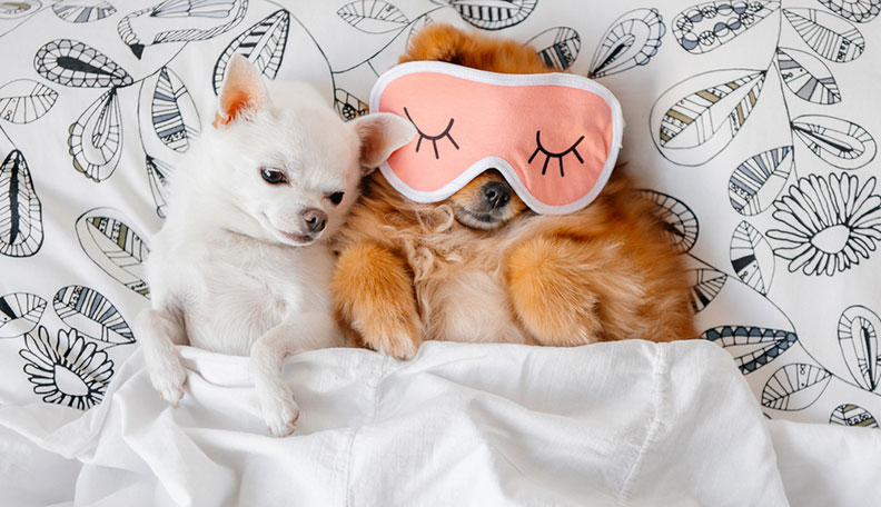 what is cuffing season